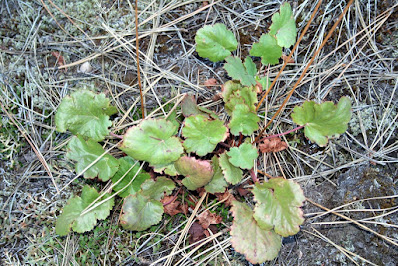 Heuchera cylindrica - Roundleaf alumroot - Poker alumroot care