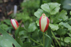 Red and white striped mini tulips flowering in February