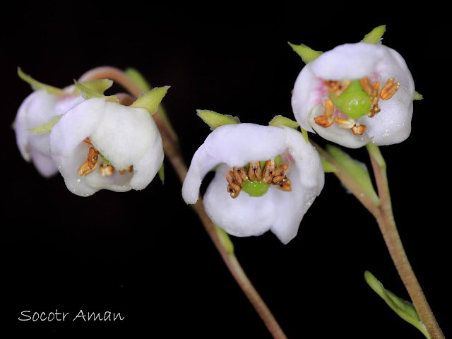 Chimaphila japonica