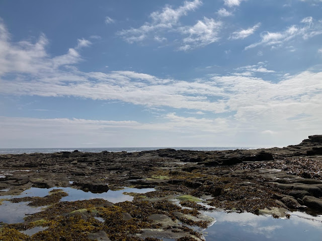 Where to Go Rock Pooling & Crabbing in the North East
