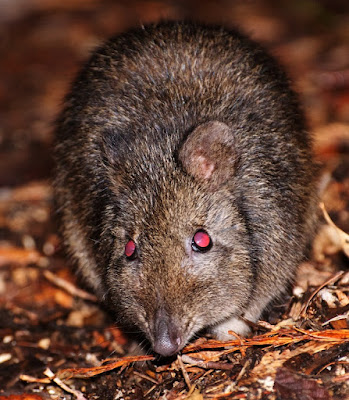 Long-nosed Potoroo (Potorous tridactylus)