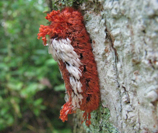 Red and White Caterpillar in Puriscal