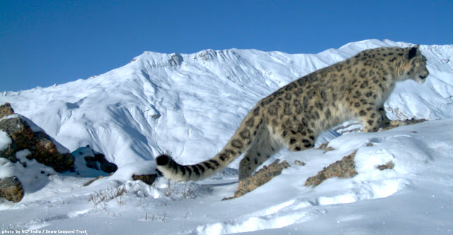 snow leopard india