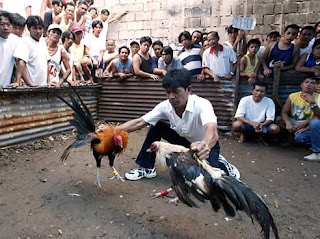 Judi Adu Ayam di Cirebon