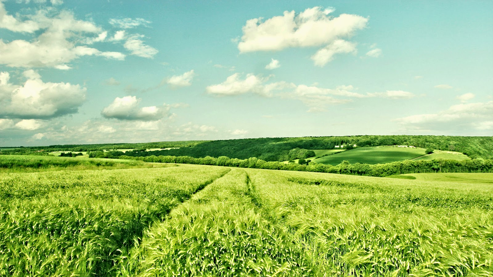 Wallpaper Pemandangan Sawah Terindah Stok Wallpaper