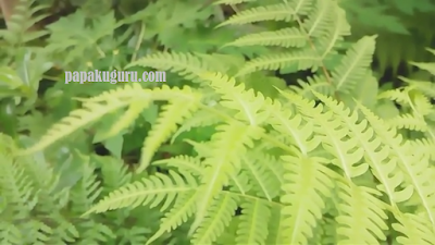 Materi Biologi SMA : Tumbuhan Paku (Pteridophyta)