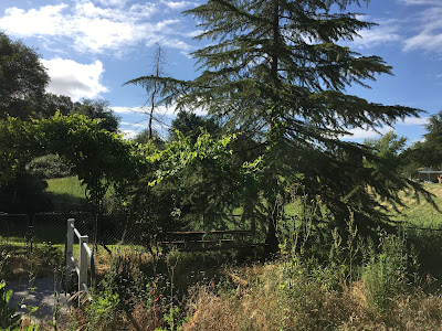 Photo of Orangevale California Trees, Cactus and the Farm Next Door. by gvan42 Gregory Vanderlaan