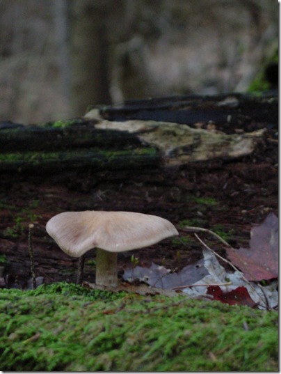Deer Lick Preserve