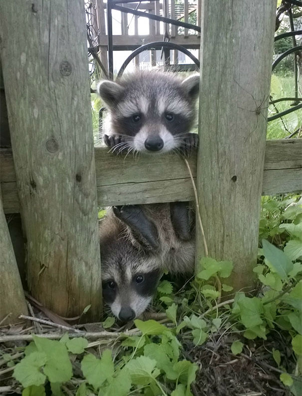 40 Heartwarming Pictures Of Animals - I Just Moved In And Some Neighbors Came By To Say Hi