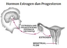 Pengertian, Fungsi, Perbedaan Hormon Estrogen dan Progesteron