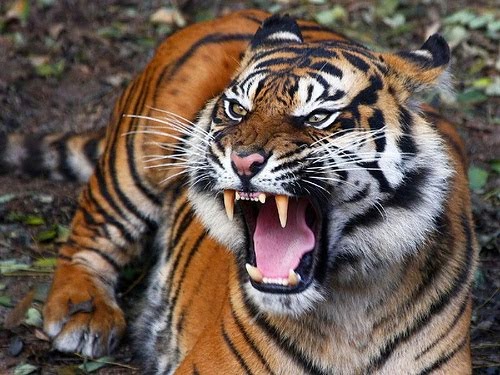 Gambar Harimau Dunia Binatang