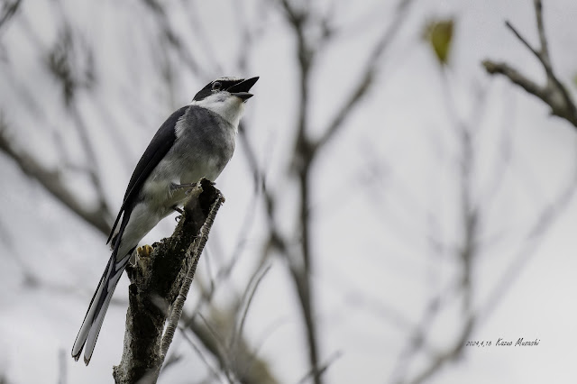 高い木の上でリュウキュウサンショウクイが鳴いています