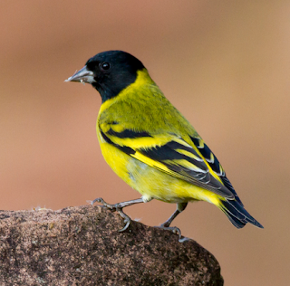 Download suara burung hooded siskin