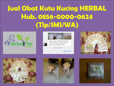 obat kutu kucing