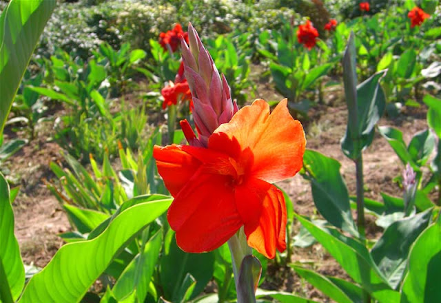 Canna Flowers Pictures