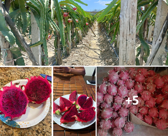 Dragon fruits in Kenya