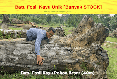 batu kayu bentuk pohon besar jual di 