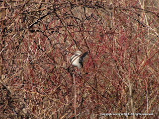 Northern Mockingbird