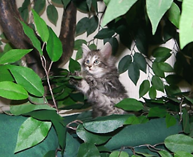 Large Cat Trees