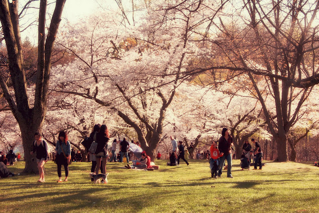 sakura hanami toronto