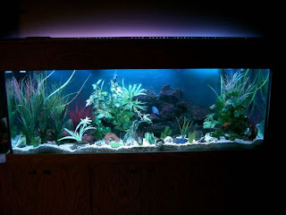 Beautiful Furniture fish tank