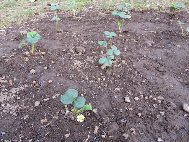 Giovani piantine di fragole