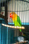 Foto Gambar Burung Love Bird Pacok Bening