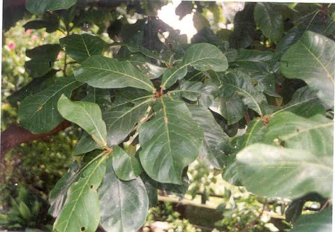 mana nak cari daun pokok ketapang