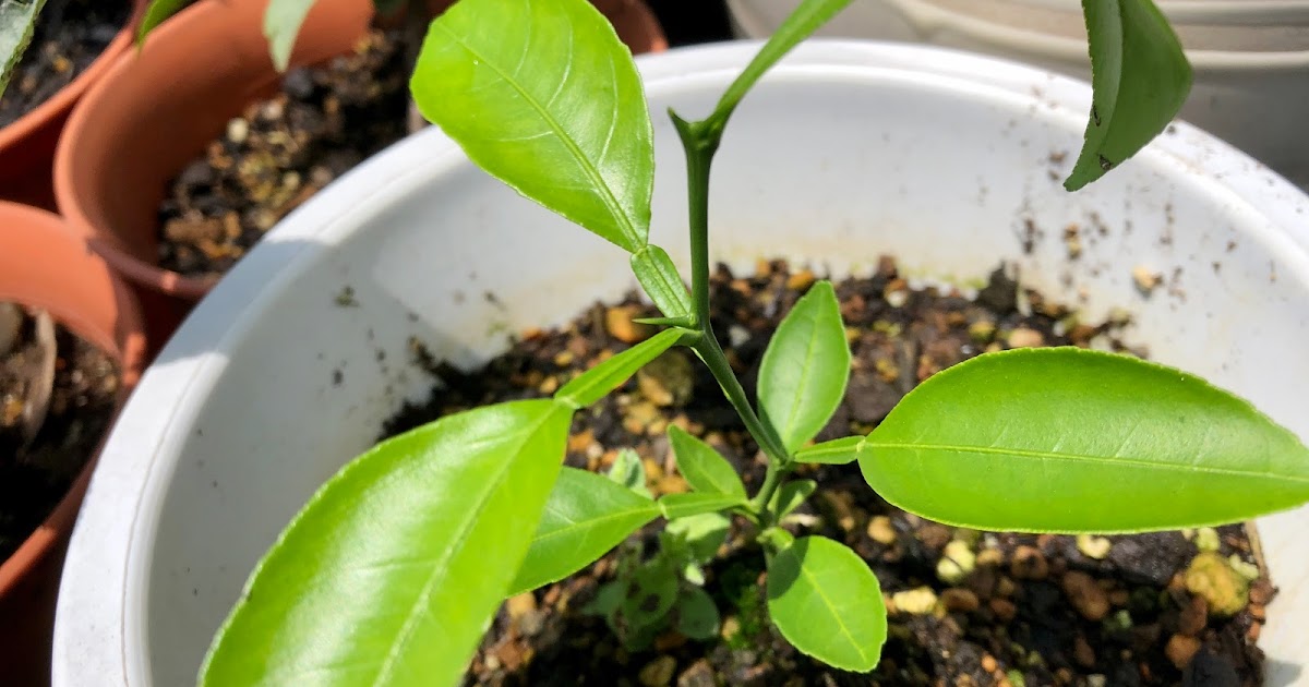 温州ミカンの実生 種から育てる 播種 発芽から成長初期まで