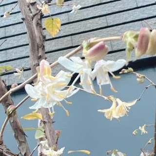 ロニセラフレグランステシマ よい香りの植物を記念樹に