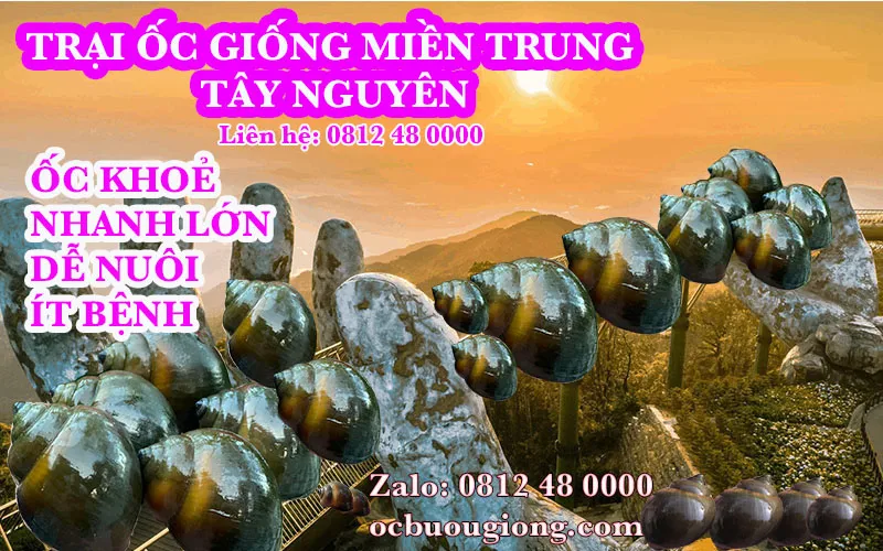 Trại ốc bươu giống Miền Trung Tây Nguyên