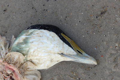 Eider - Eider - Somateria mollissima