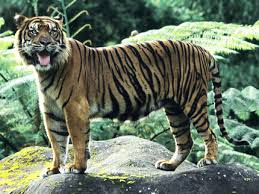 Best Latest HD tiger beautiful photos images pic wallpaper free download 34