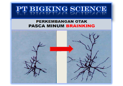 http://www.brain-king-plus.com/2016/09/branking-plus-nutrisi-otak-branking.html