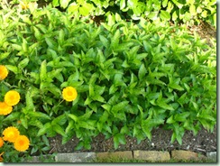 AiPlants_before