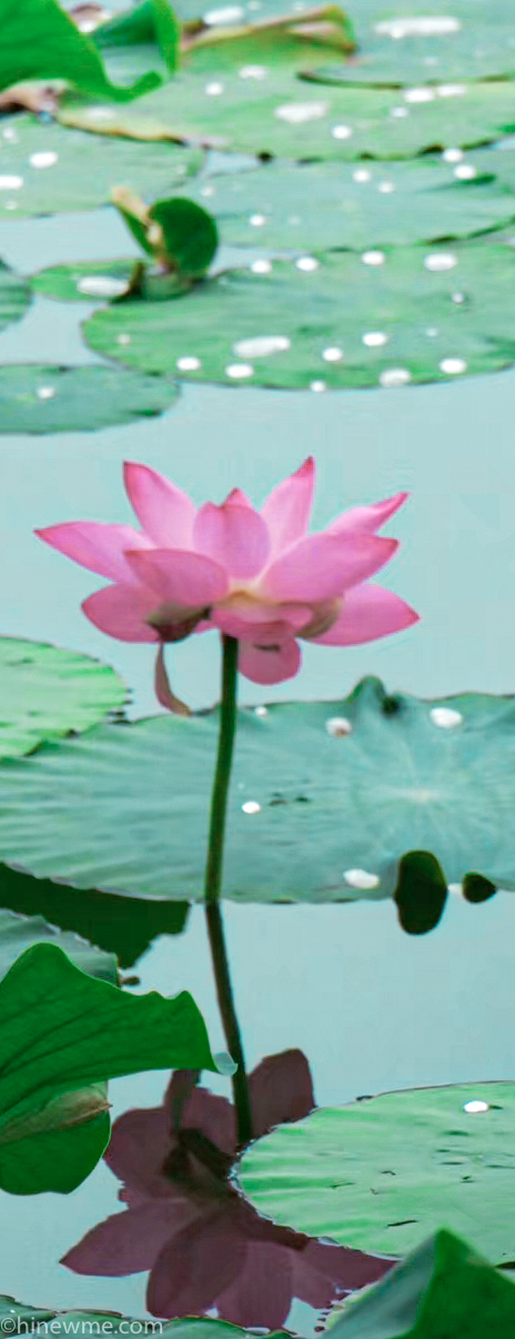 26+ Lotus flower photograph, and 6 tips