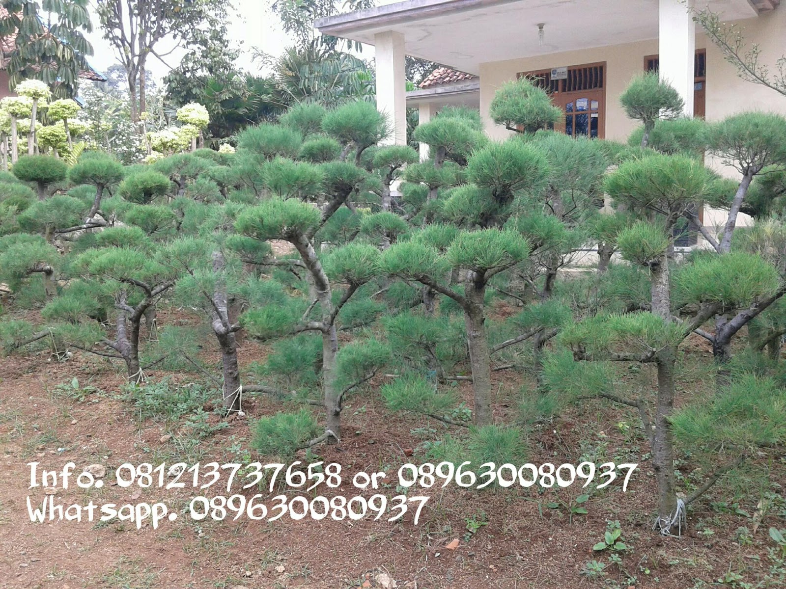 Jual Pohon Bonsai Cemara Udang Tukang Taman Minimalis Murah Dan