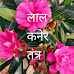 लाल कनेर तन्त्र        