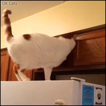 Funny Cat GIF • Cat hidden inside kitchen cabinet. “No one can see me there.” [ok-cats.com]
