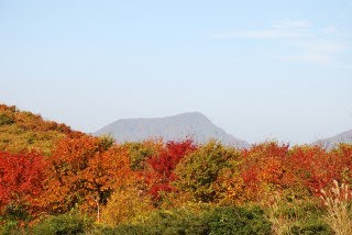 マンモスの足元が真っ赤に染まっているような光景