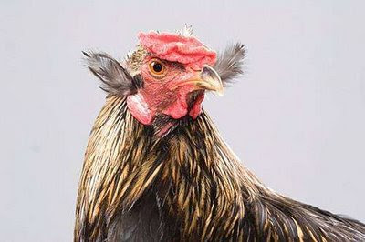 real or fake hen