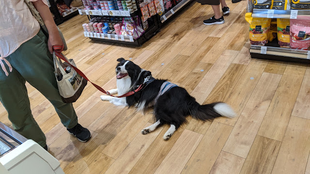 保護犬 ボーダーコリー トーマ イオンモール幕張新都心 ペットモール