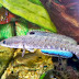 Ikan Channa Asli dari Indonesia