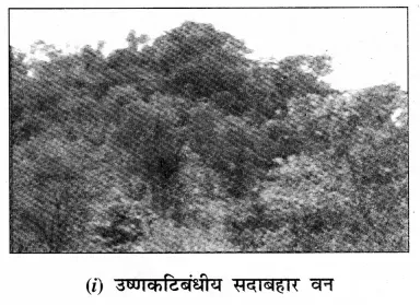 Solutions Class 7 हमारा पर्यावरण Chapter-6 (प्राकृतिक वनस्पति एवं वन्य जीवन)