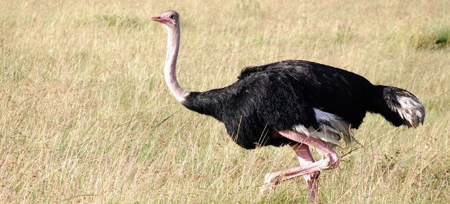 Burung Yang Tidak Bisa Terbang