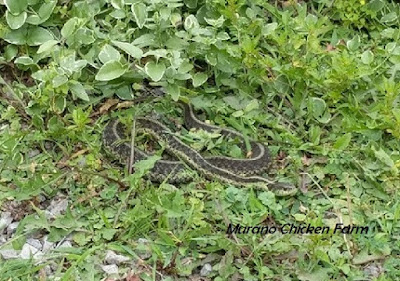 Snake in grass outside chicken coop