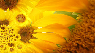 Sunflower Wallpaper