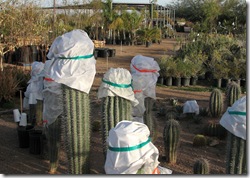Cacti