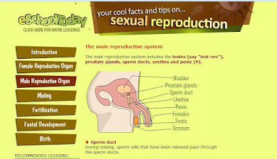 http://www.eschooltoday.com/human-reproduction/the-male-reproductive-organ.html