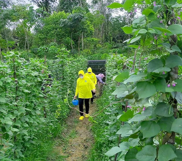 Berkebun di Kampung Kencana Foto